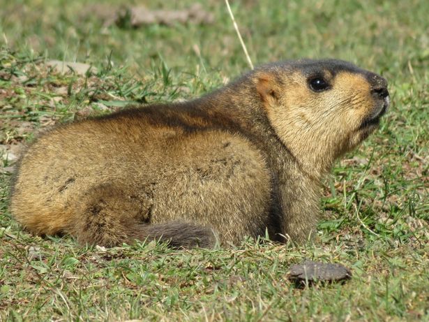 marmot madhu chetri1667477493.jpg